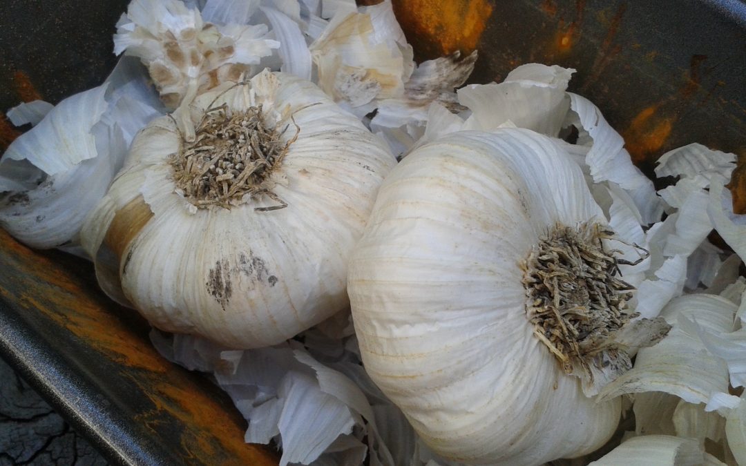 3 Essential Tasks Before Planting Garlic