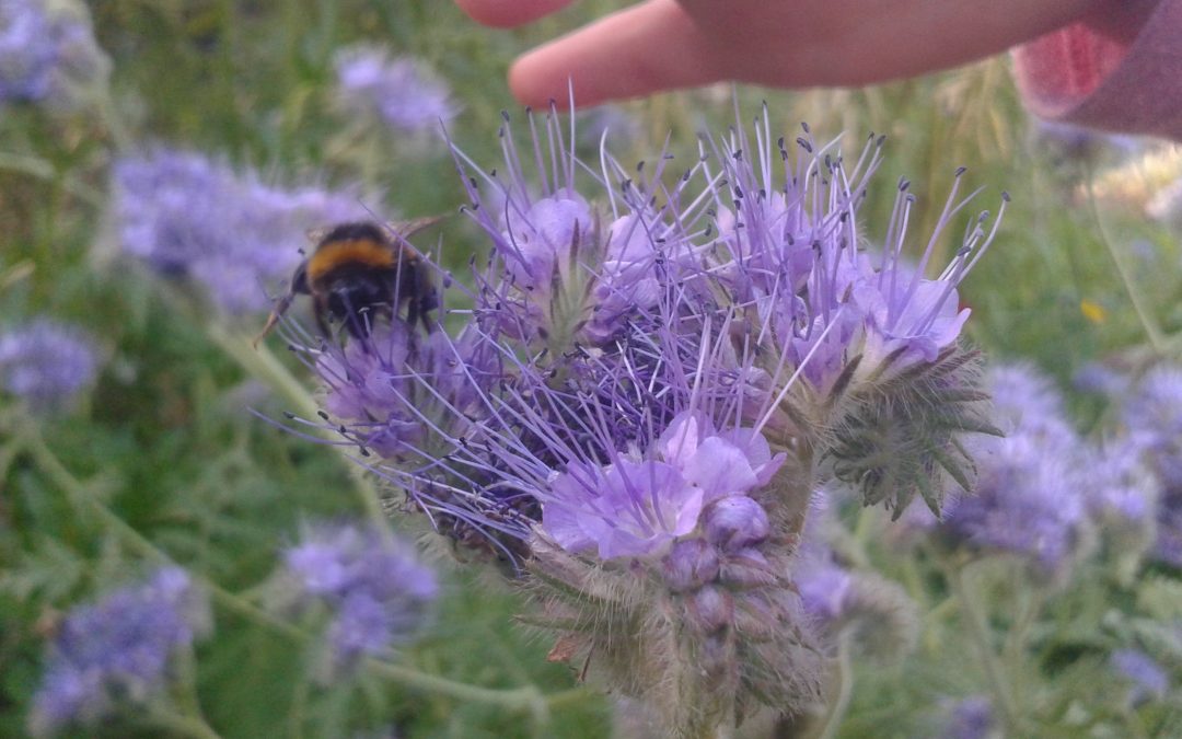 Attracting beneficial insects with Phacelia