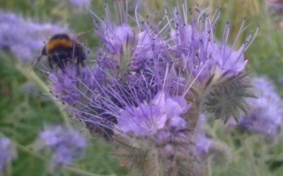 Attracting beneficial insects with Phacelia