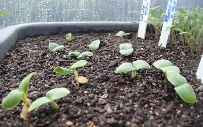 Spring Seed Sowing with Children
