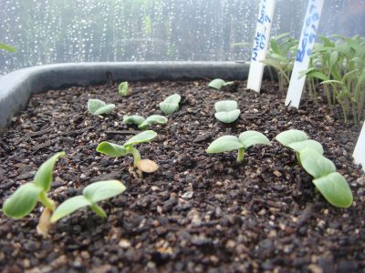 Spring Seed Sowing with Children