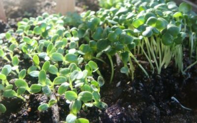 What kind of soil do I plant seeds into?