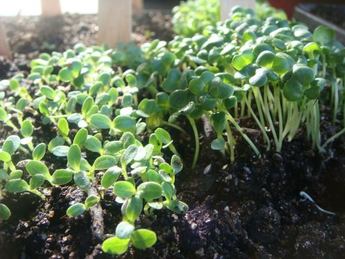 What kind of soil do I plant seeds into?