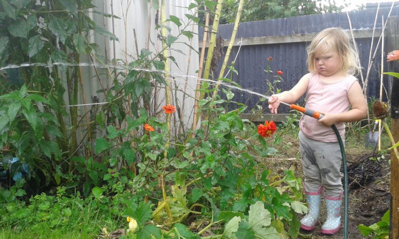 6 Tips for Edible Gardens in Hot Weather